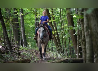 American Quarter Horse, Ruin, 6 Jaar, 152 cm, Buckskin