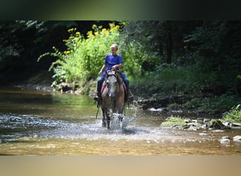 American Quarter Horse, Ruin, 6 Jaar, 152 cm, Buckskin
