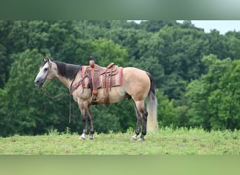 American Quarter Horse, Ruin, 6 Jaar, 152 cm, Buckskin