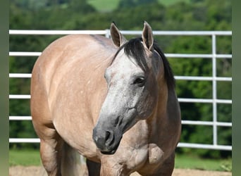 American Quarter Horse, Ruin, 6 Jaar, 152 cm, Buckskin
