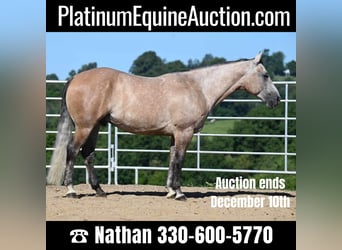American Quarter Horse, Ruin, 6 Jaar, 152 cm, Buckskin