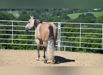 American Quarter Horse, Ruin, 6 Jaar, 152 cm, Buckskin