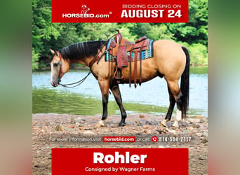 American Quarter Horse, Ruin, 6 Jaar, 152 cm, Buckskin