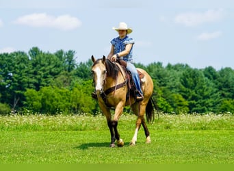 American Quarter Horse, Ruin, 6 Jaar, 152 cm, Buckskin