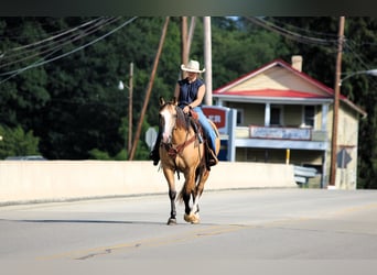 American Quarter Horse, Ruin, 6 Jaar, 152 cm, Buckskin