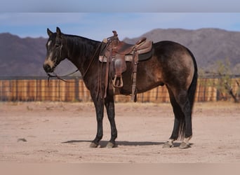 American Quarter Horse, Ruin, 6 Jaar, 152 cm, Buckskin