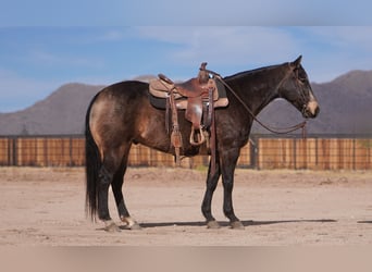 American Quarter Horse, Ruin, 6 Jaar, 152 cm, Buckskin