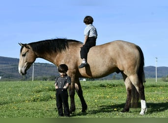American Quarter Horse, Ruin, 6 Jaar, 152 cm, Buckskin