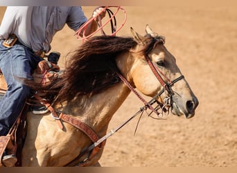 American Quarter Horse, Ruin, 6 Jaar, 152 cm, Buckskin