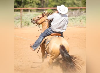 American Quarter Horse, Ruin, 6 Jaar, 152 cm, Buckskin