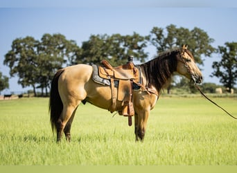 American Quarter Horse, Ruin, 6 Jaar, 152 cm, Buckskin