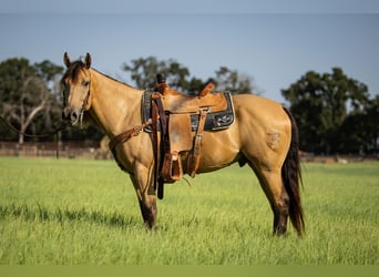 American Quarter Horse, Ruin, 6 Jaar, 152 cm, Buckskin