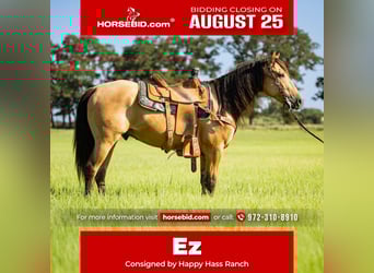 American Quarter Horse, Ruin, 6 Jaar, 152 cm, Buckskin