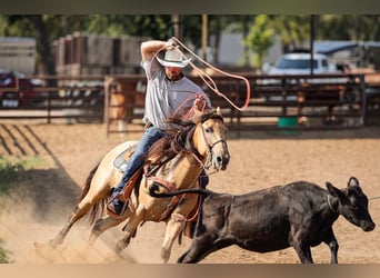 American Quarter Horse, Ruin, 6 Jaar, 152 cm, Buckskin