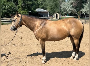 American Quarter Horse, Ruin, 6 Jaar, 152 cm, Buckskin