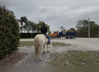 American Quarter Horse, Ruin, 6 Jaar, 152 cm, Cremello