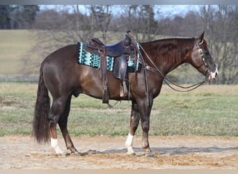 American Quarter Horse, Ruin, 6 Jaar, 152 cm, Donkere-vos