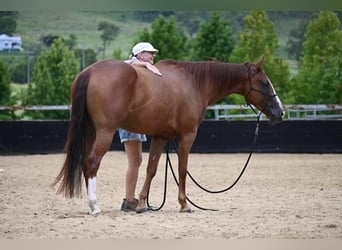 American Quarter Horse, Ruin, 6 Jaar, 152 cm, Donkere-vos
