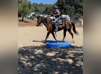 American Quarter Horse, Ruin, 6 Jaar, 152 cm, Donkere-vos