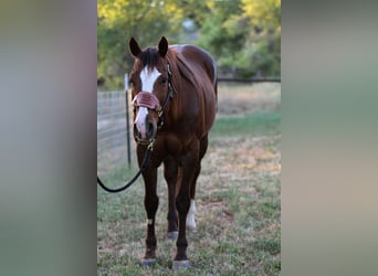 American Quarter Horse, Ruin, 6 Jaar, 152 cm, Donkere-vos