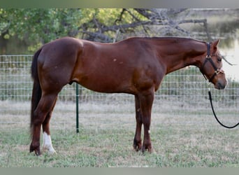 American Quarter Horse, Ruin, 6 Jaar, 152 cm, Donkere-vos