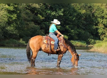 American Quarter Horse, Ruin, 6 Jaar, 152 cm, Falbe
