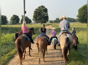 American Quarter Horse, Ruin, 6 Jaar, 152 cm, Grullo