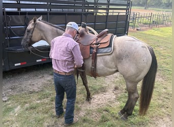 American Quarter Horse, Ruin, 6 Jaar, 152 cm, Grullo