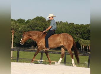 American Quarter Horse, Ruin, 6 Jaar, 152 cm, Grullo