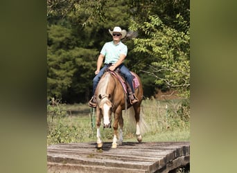 American Quarter Horse, Ruin, 6 Jaar, 152 cm, Palomino