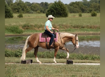 American Quarter Horse, Ruin, 6 Jaar, 152 cm, Palomino