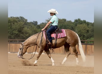 American Quarter Horse, Ruin, 6 Jaar, 152 cm, Palomino