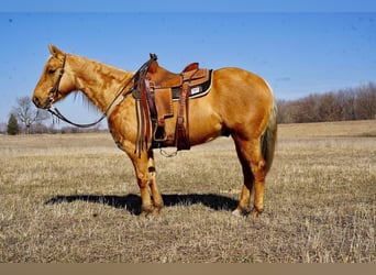 American Quarter Horse, Ruin, 6 Jaar, 152 cm, Palomino