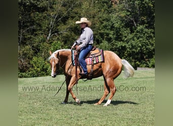 American Quarter Horse, Ruin, 6 Jaar, 152 cm, Palomino