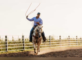 American Quarter Horse, Ruin, 6 Jaar, 152 cm, Palomino