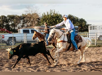 American Quarter Horse, Ruin, 6 Jaar, 152 cm, Palomino