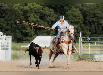 American Quarter Horse, Ruin, 6 Jaar, 152 cm, Palomino