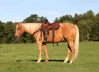 American Quarter Horse, Ruin, 6 Jaar, 152 cm, Palomino