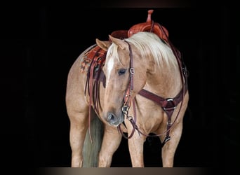 American Quarter Horse, Ruin, 6 Jaar, 152 cm, Palomino