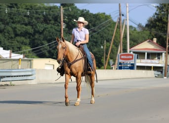 American Quarter Horse, Ruin, 6 Jaar, 152 cm, Palomino