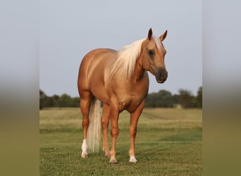 American Quarter Horse, Ruin, 6 Jaar, 152 cm, Palomino