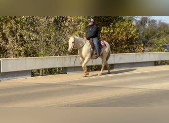 American Quarter Horse, Ruin, 6 Jaar, 152 cm, Palomino