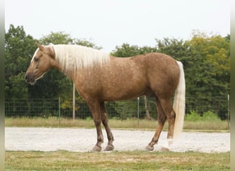 American Quarter Horse, Ruin, 6 Jaar, 152 cm, Palomino