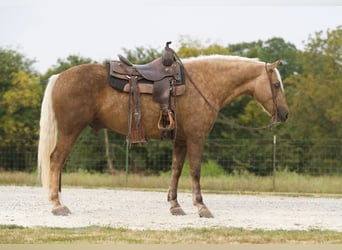 American Quarter Horse, Ruin, 6 Jaar, 152 cm, Palomino