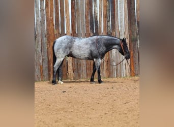 American Quarter Horse, Ruin, 6 Jaar, 152 cm, Roan-Blue