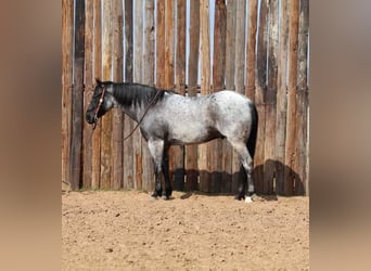 American Quarter Horse, Ruin, 6 Jaar, 152 cm, Roan-Blue