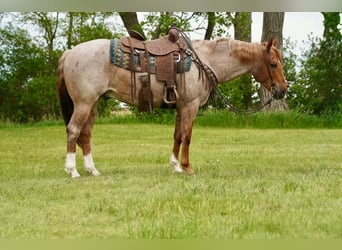 American Quarter Horse, Ruin, 6 Jaar, 152 cm, Roan-Red