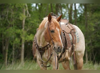 American Quarter Horse, Ruin, 6 Jaar, 152 cm, Roan-Red