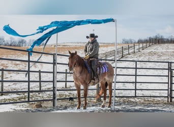 American Quarter Horse, Ruin, 6 Jaar, 152 cm, Roan-Red