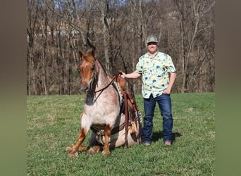 American Quarter Horse, Ruin, 6 Jaar, 152 cm, Roan-Red